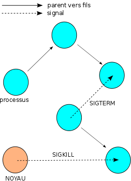 Schéma représentant les liens entre les processus et les signaux